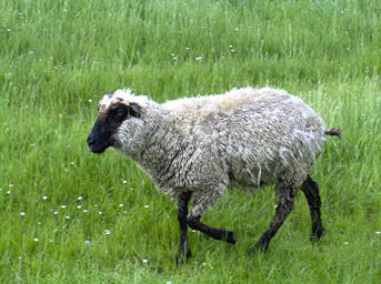 Norddeich Meeresperle - Ihr Urlaubsdomizil - Ferienwohnungen - Ostfriesland - Nordsee