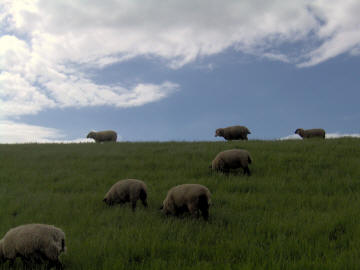 Norddeich Meeresperle - Ihr Urlaubsdomizil - Ferienwohnungen - Ostfriesland - Deich