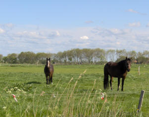 Norddeich Meeresperle - Ihr Urlaubsdomizil - Ferienwohnungen - Ostfriesland - Nordsee